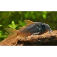 Corydoras Concolor 2-3cm Corydoras Concolor 2-3cm